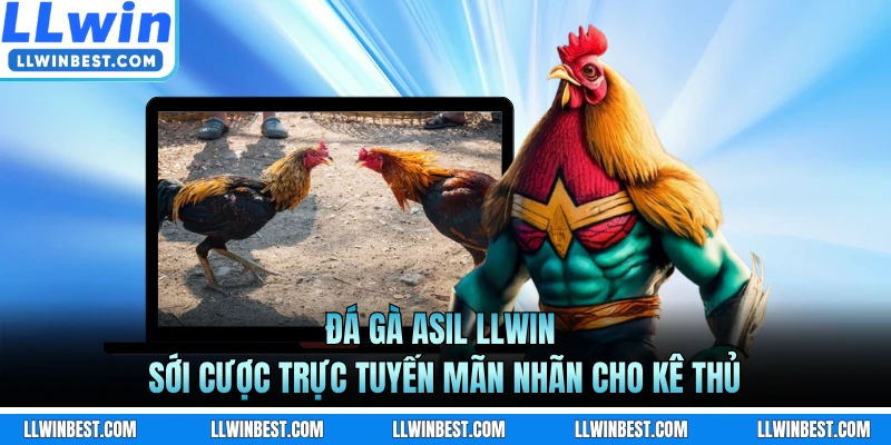 Đá Gà Asil LLWIN - Sới Cược Trực Tuyến Mãn Nhãn Cho Kê Thủ