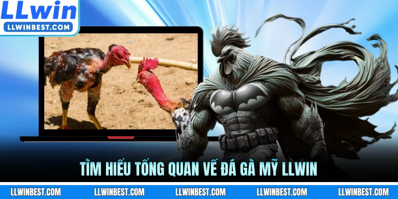 Tìm hiểu tổng quan về đá gà Mỹ LLWIN